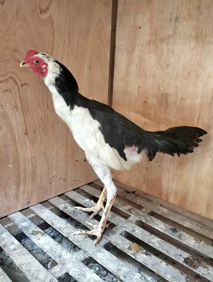 Ayam Tulak