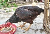 Ayam Babon Bangkok Lokasi Ngringo