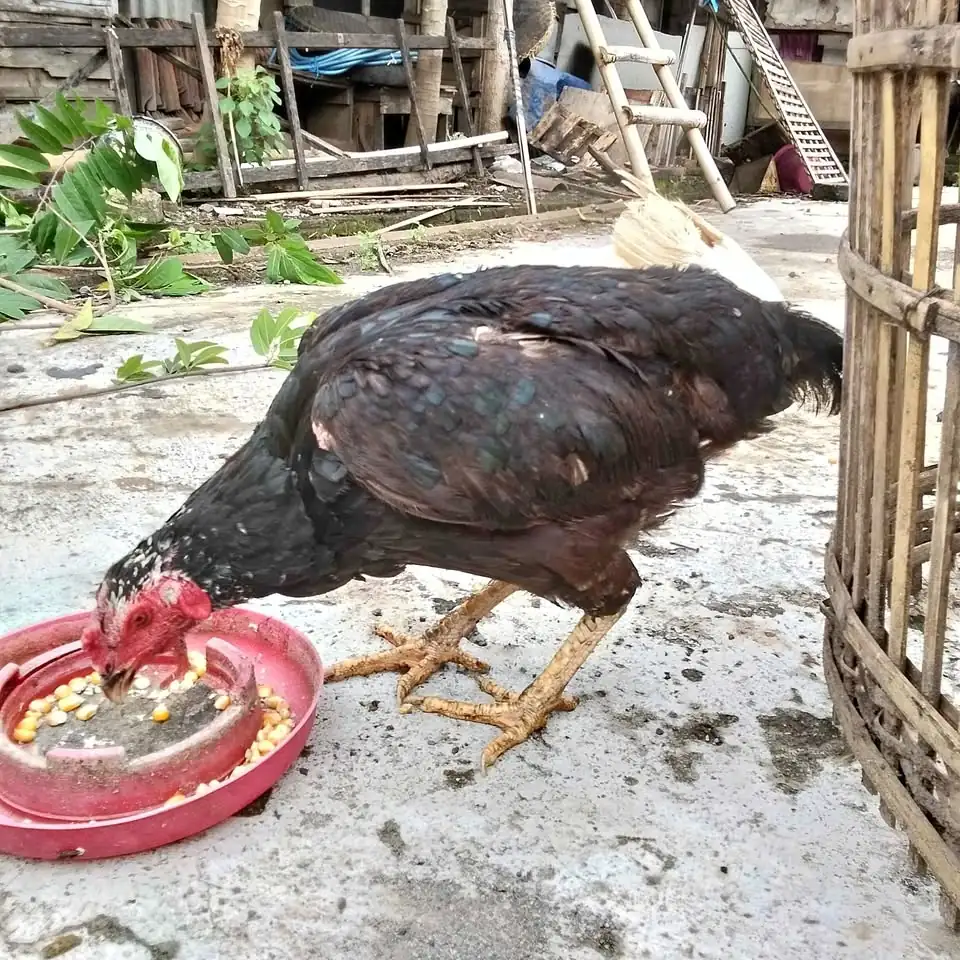Ayam Babon Bangkok Lokasi Ngringo