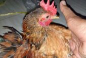Jago Ayam serama cibinong