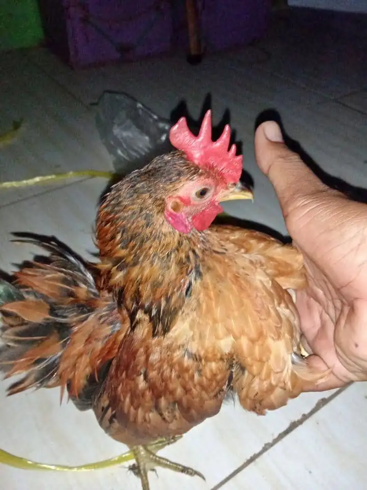 Jago Ayam serama cibinong