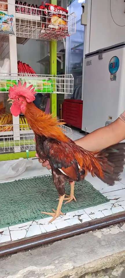 Ayam jago jowo masih muda