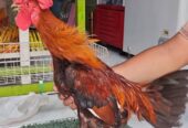 Ayam jago jowo masih muda