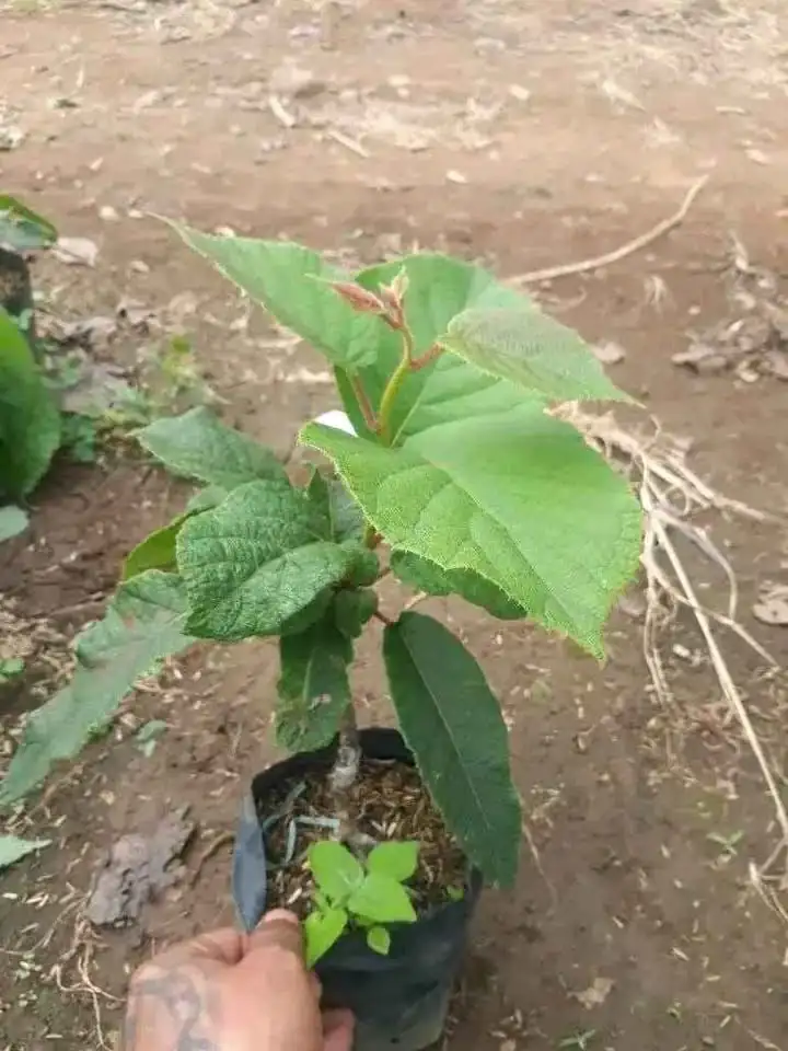 Bibit buah kiwi super manis