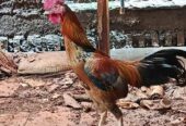 Ayam Kampung (Jago) 2 ekor