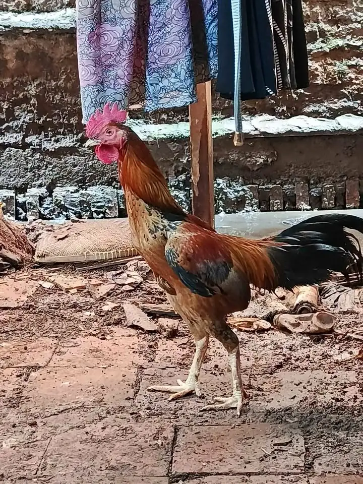 Ayam Kampung (Jago) 2 ekor