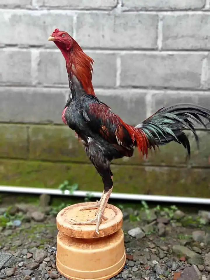 ayam bangkok x pakhoy nego