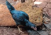 Ayam Kampung (Jago) 2 ekor