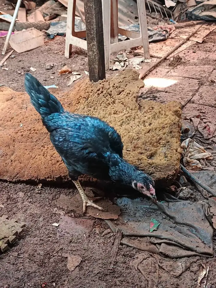Ayam Kampung (Jago) 2 ekor