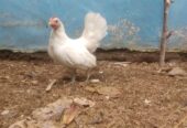 Ayam kate betina siap nelur