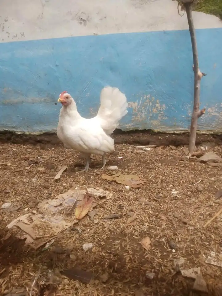 Ayam kate betina siap nelur