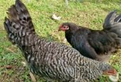 Jual ayam kuntara betina 2 ekor