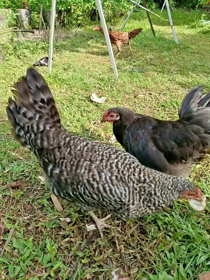 Jual ayam kuntara betina 2 ekor