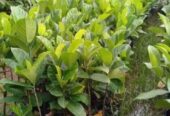 Ready bibit nangka madu okulasi cepat berbuah (COD)