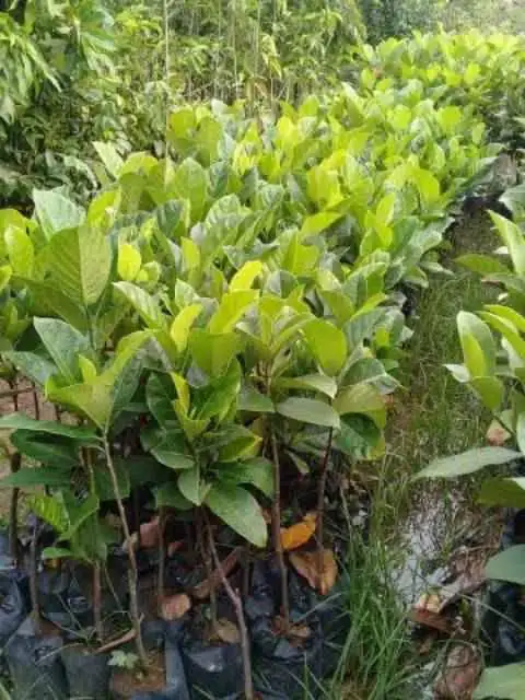 Ready bibit nangka madu okulasi cepat berbuah (COD)