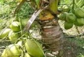 Bibit kelapa hibrida