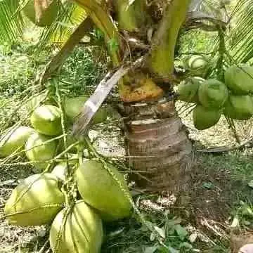Bibit kelapa hibrida
