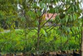 Musangking 3 meter siap berbuah batang besar