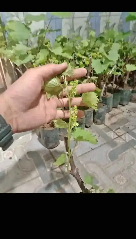 Jual Bibit unggul angur sudah berbunga/ berbuah