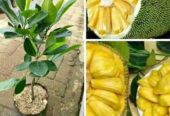Ready bibit nangka madu okulasi cepat berbuah (COD)