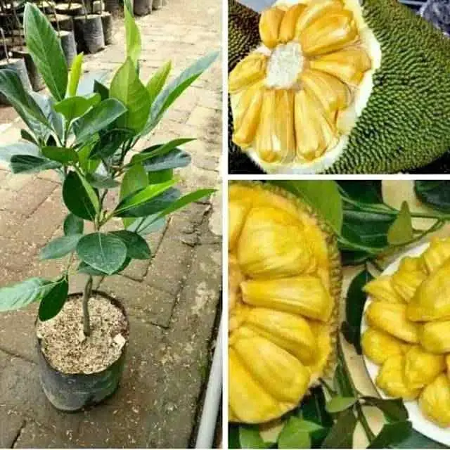 Ready bibit nangka madu okulasi cepat berbuah (COD)