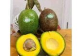 Bibit Alpukat CUBA Miki Aligator Dll
