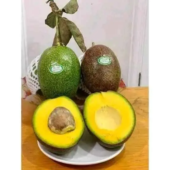 Bibit Alpukat CUBA Miki Aligator Dll