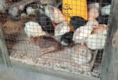 Ayam jowo super umur 3 minggu