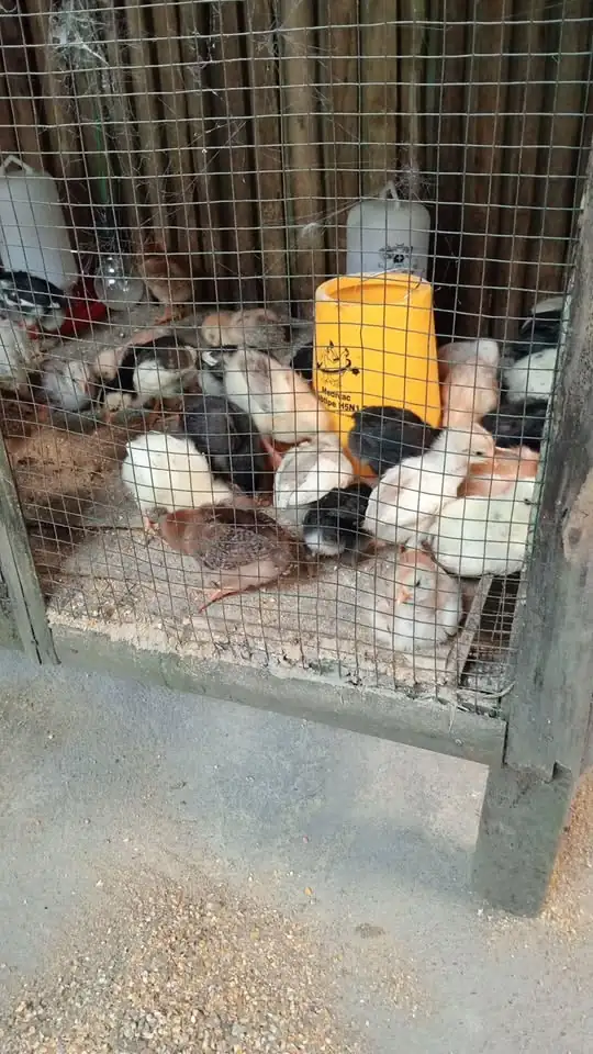 Ayam jowo super umur 3 minggu