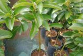 Bibit Alpukat CUBA Miki Aligator Dll