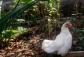 Ayam kate betina siap nelur