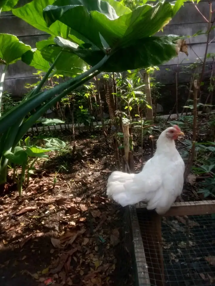 Ayam kate betina siap nelur