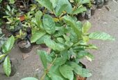 Ready Bibit Jambu Kristal Putih