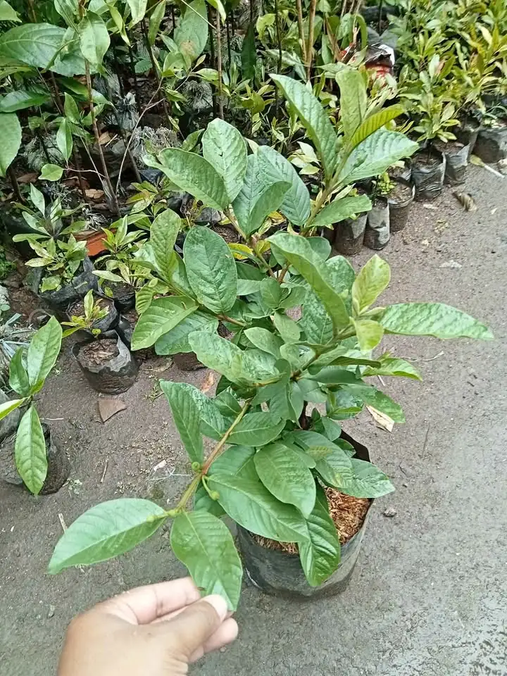 Ready Bibit Jambu Kristal Putih