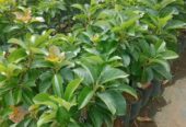 Bibit Alpukat CUBA Miki Aligator Dll