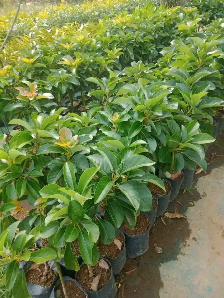 Bibit Alpukat CUBA Miki Aligator Dll