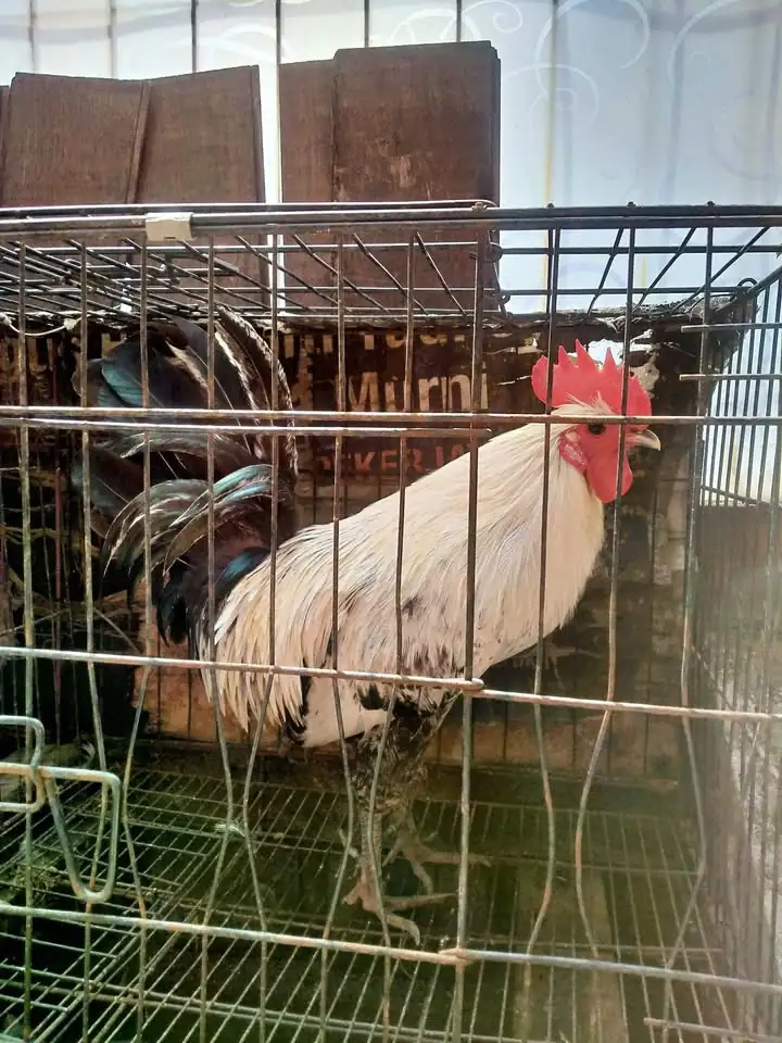 Ayam jago pacek Kramatjati