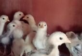 Ayam DOC samo eropa ori unggul