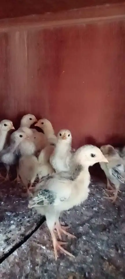 Ayam DOC samo eropa ori unggul