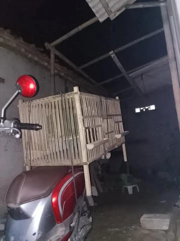Kandang Ayam Bambu