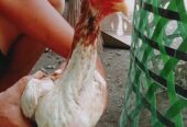 Ayam DOC samo eropa ori unggul