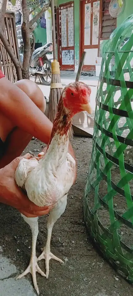 Ayam DOC samo eropa ori unggul