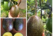 Bibit Alpukat CUBA Miki Aligator Dll