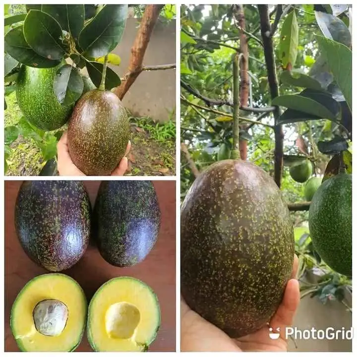 Bibit Alpukat CUBA Miki Aligator Dll
