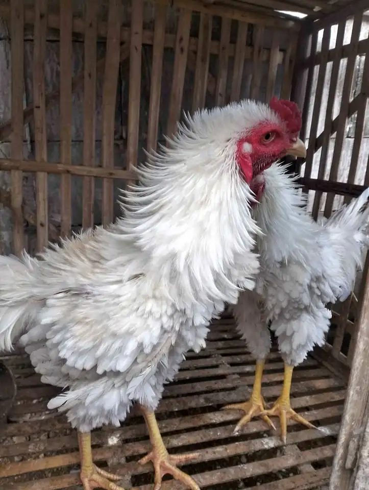 Dijual Ayam putih walik lok dempet