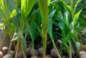 Bibit kelapa hibrida