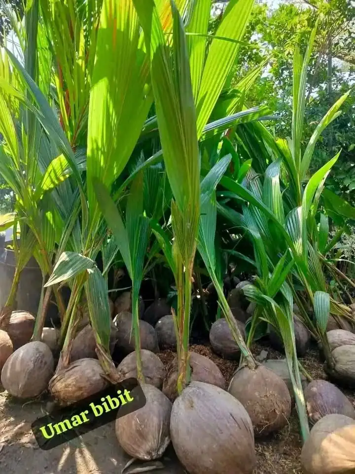 Bibit kelapa hibrida