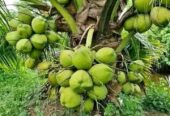 Bibit kelapa hibrida
