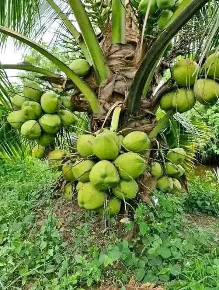 Bibit kelapa hibrida