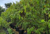 Musangking 3 meter siap berbuah batang besar